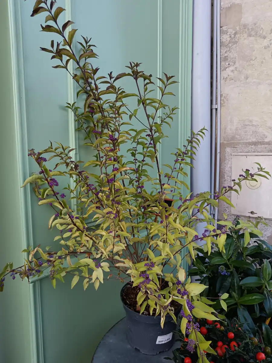 Dame Nature Fleuriste La Chartre Sur Le Loir Bouquet Fleurs 10