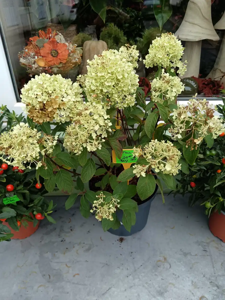 Dame Nature Fleuriste La Chartre Sur Le Loir Bouquet Fleurs 18