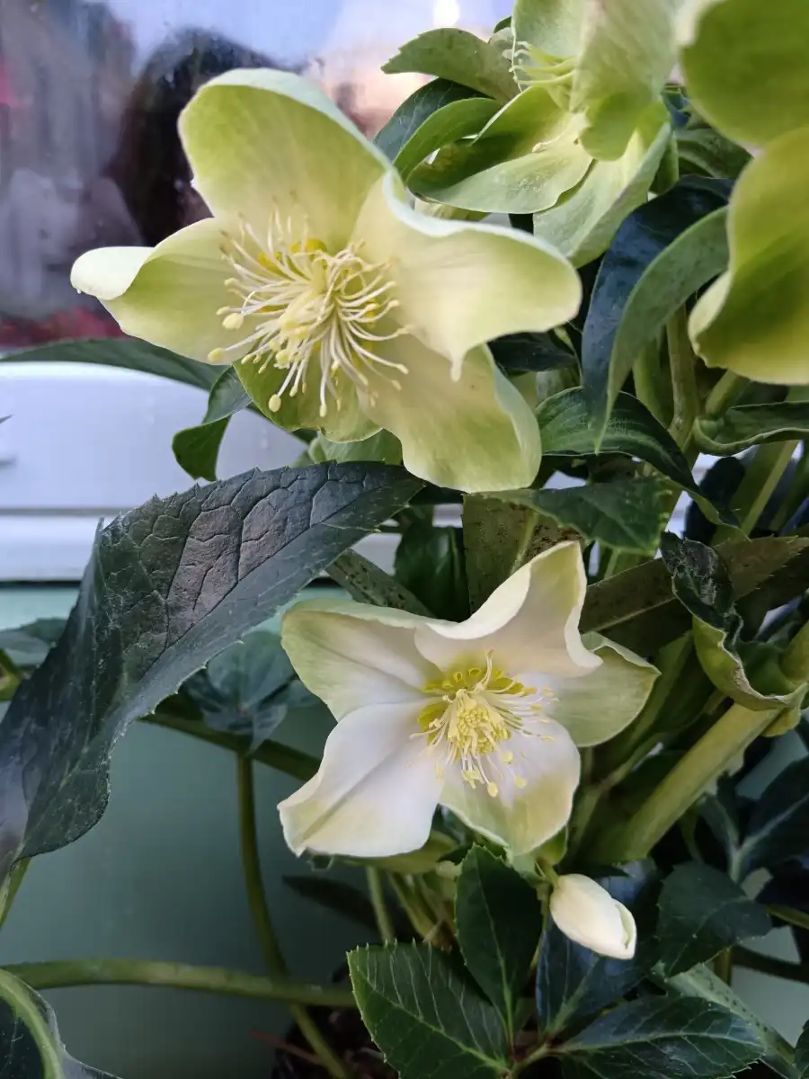 Dame Nature Fleuriste La Chartre Sur Le Loir Bouquet Fleurs 9